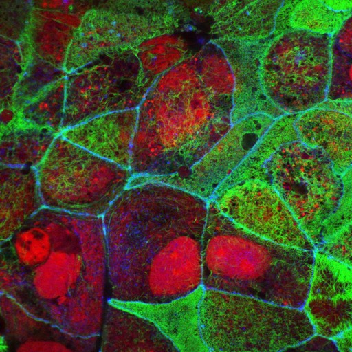 The study points to a two-step process—but leaves key questions unanswered