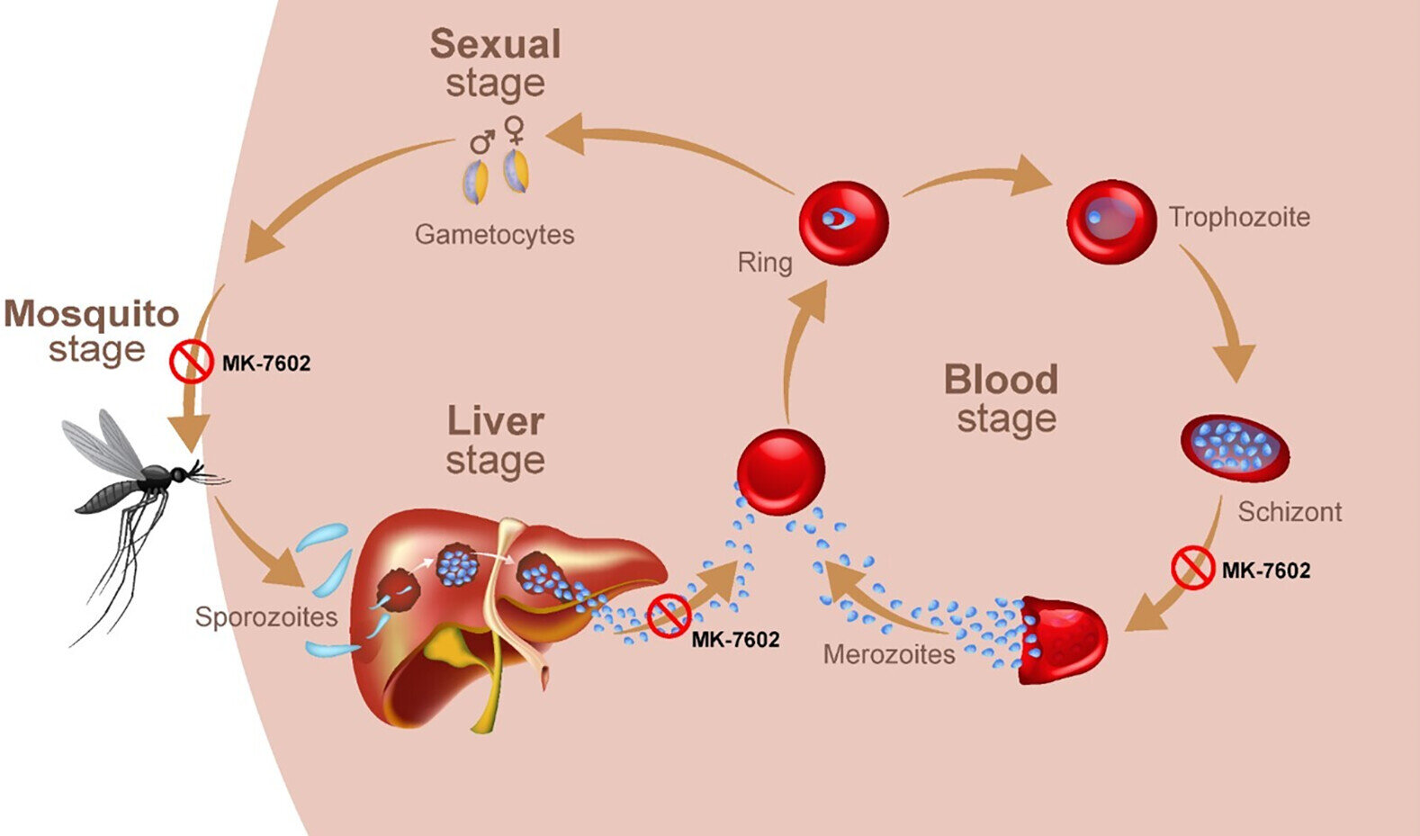 MK7602: A dual-action antimalarial shows early promise in human trials