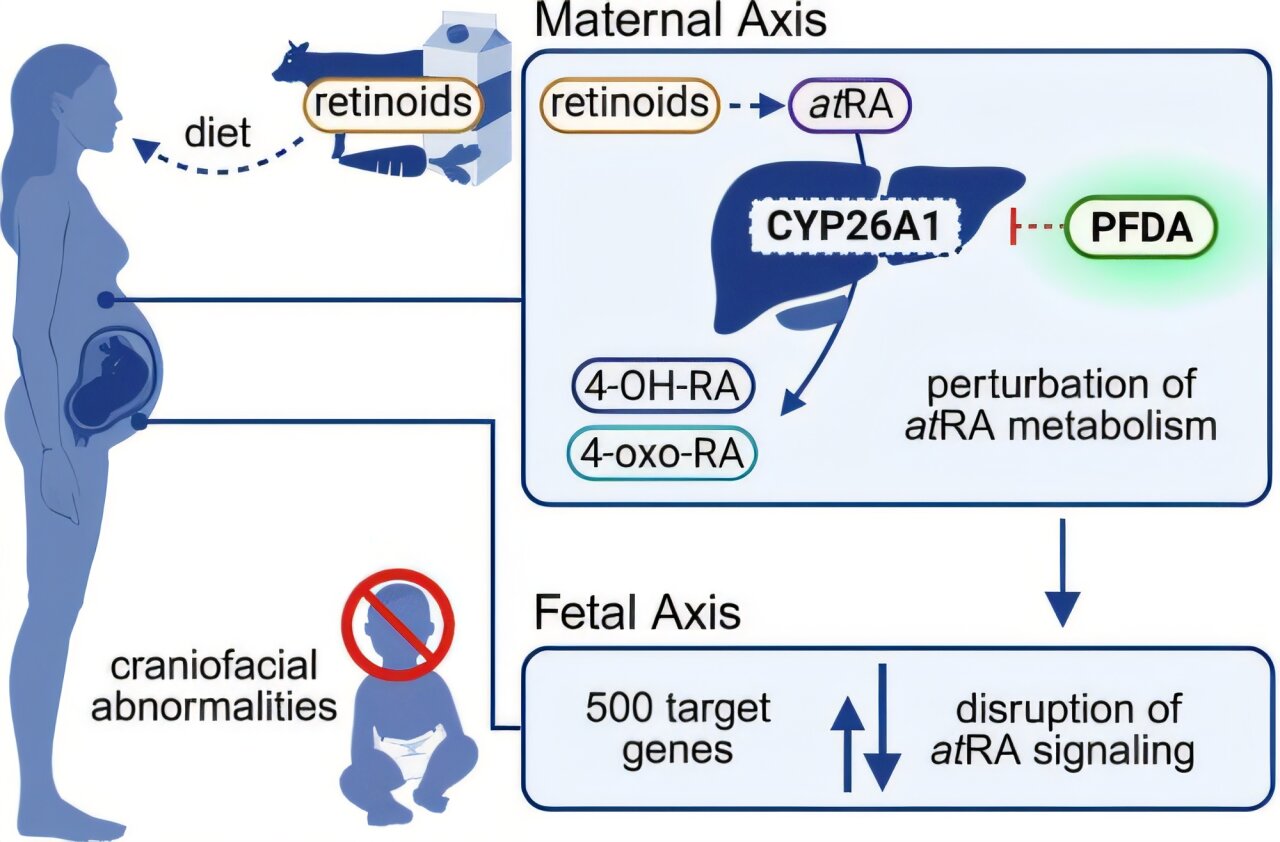 Novo istraživanje otkriva toksični mekanizam — ali granice su jasne